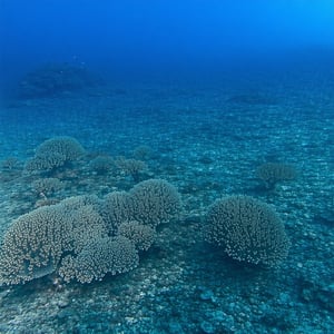 New underwater robot to be deployed by the navy keeping staff safer