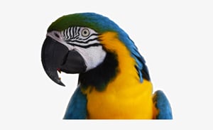 'My parrot ate it' - DVLA certificate online replacement service demonstrates value